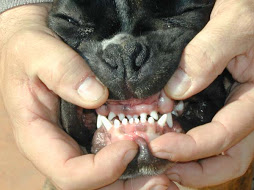 zuby pes